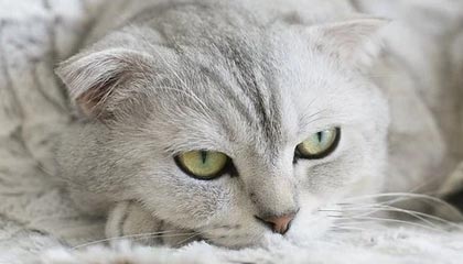 开云体育移动版-比赛策略揭秘：得分高手的战术布局，球赛战术