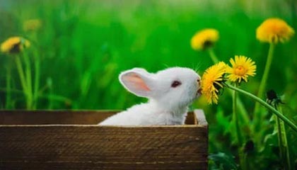 开云体育下载-【比赛现场】激烈对抗背后的战术布局揭秘，激烈对抗性强的项目有哪些